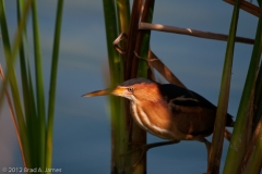 Least_Bittern_Port_2_Aransas_Texas