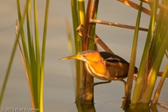 Least_Bittern_Port_Aransas_Texas