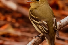 Least_Flycatcher_Rockport_Texas