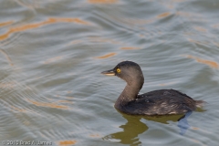 Least_Grebe_Mustang_Island_Texas