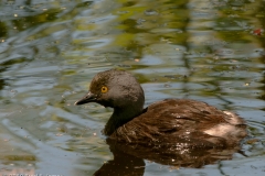 Least_Grebe_South_Padre_Island_Texas