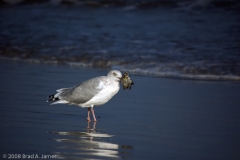 Lesser_Black-backed_Gull_winter_plumage_Padre_Island_National_Seashore