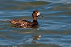 Lesser_Scaup_Rockport_Texas