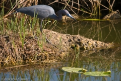 Little_Blue_Heron_Everglades_National_Park