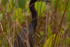 Little_Blue_Heron_Hiding_Out_Brazos_Bend_State_Park