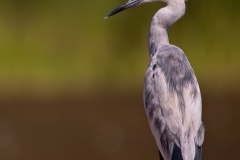 Little_Blue_Heron_Juvenile_1st_Spring_Aransas_NWR_Texas