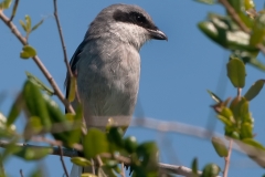 Loggerhead_Shrike_Mustang_Island_Texas