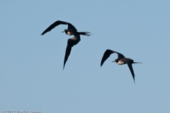 Magnificant_Frigate_Bird_Pair_Port_Aransas_Texas