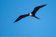 Magnificant_Frigate_Bird_Port_Aranasas_Texas