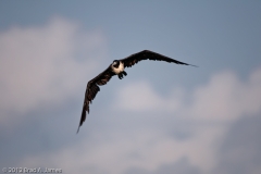 Magnificant_Frigate_Bird_Port_Aransas