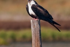 Magnificant_Frigate_Bird_on_Post_Port_Aransas_Texas