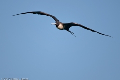 Magnificant_Frigate_Bird_on_the_Wing