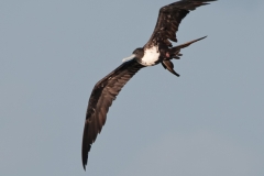Magnificant_Frigate_Bird_on_the_Wing_Port_Aransas_Texas