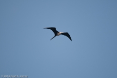 Magnificent_Frigatebird_Juvenile_Rockport_Texas