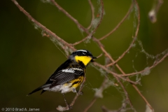 Magnolia_Warbler_Looking_Back_Port_Aransas_Texas