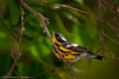 Magnolia_Warbler_Port_Aransas_Texas