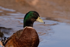 Mallard_Bosque_Del_Apache_NWR_New_Mexico