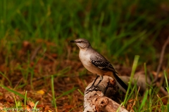 Mockingbird_Male_Port_Aransas_Texas