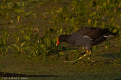 Moorhen_Brazos_Bend_State_Park