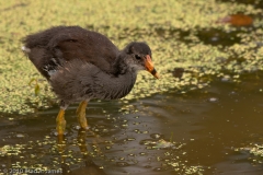 Moorhen_Fledgling_Brazos_Bend_State_Park