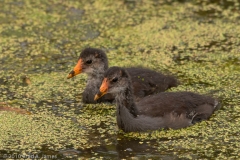 Moorhen_Fledglings_Brazos_Bend_State_Park