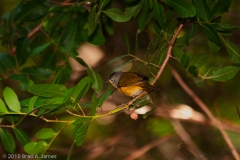 Nashville_Warbler_Western_Port_Aransas_Texas