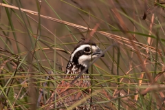 Northern_Bobwhite_Charlies_Pasture_Port_Aransas_Texas