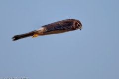 Northern_Harrier_Bullet_Port_Aranasas_Texas