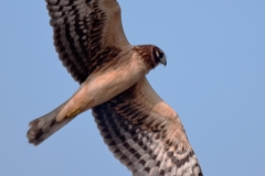 Northern_Harrier_Port_Aranasas_Texas