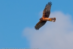 Northern_Harrier_Port_Aransas_Texas