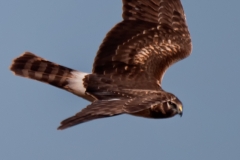 Northern_Harrier_Turning_Port_Aranasas_Texas