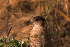 Northern_Harrier_on_Ground_Port_Aransas_Texas