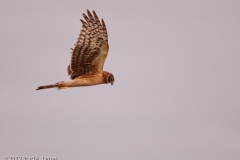 Northern_Harrier_on_the_Prowl_Port_Aranasas_Texas