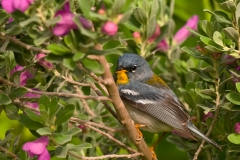 Northern_Parula_South_Padre_Island_Texas