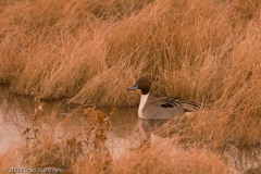 Northern_Pintail_Bosque_Del_Apache_NWR_New_Mexico_