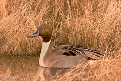 Northern_Pintail_Crop_Bosque_Del_Apache_NWR_New_Maxico