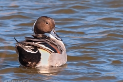 Northern_Pintail_Port_Aranasas_Texas