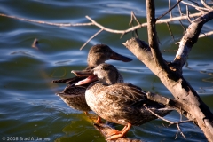 Northern_Shoveler_Female_-_Hornsby_Bend_Austin_Texas