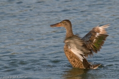 Northern_Shoveler_Female_Hornsby_Bend_Austin_Texas