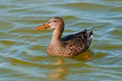 Northern_Shoveler_Female_Port_Aransas_Texas