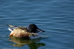 Northern_Shoveler_Male_Hornsby_Bend_Austin_Texas