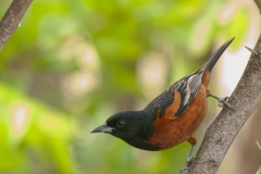 Orchard_Oriole_South_Llano_River_State_Park