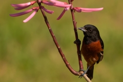 Orchard_Oriole_South_Padre_Island_Texas