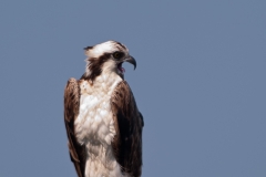 Osprey_Aransas_National_Wildlife_Refuge_Texas