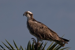 Osprey_Laguna_Atascosa_NWR_Texas