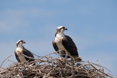 Osprey_Pair_Homosassa_Springs_Florida