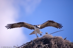 Osprey_landing_on_nest_Homosassa_Springs_Florida