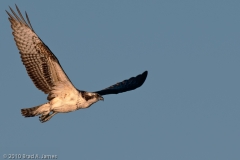 Osprey_on_the_Wing_Mustang_Island_Texas