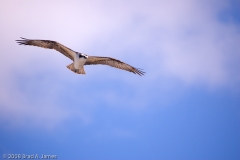 Osprey_on_the_wing_Homosassa_Springs_Florida