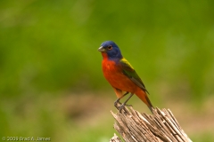 Painted_Bunting